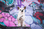 sitzender Chihuahua