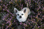 Chihuahua in der Heide