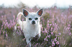 Chihuahua in der Heide