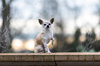 sitzender Chihuahua