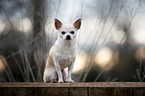 sitzender Chihuahua
