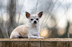 liegender Chihuahua