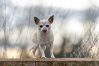 stehender Chihuahua