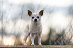 stehender Chihuahua