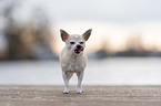 stehender Chihuahua