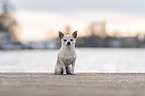 sitzender Chihuahua