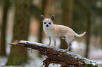 stehender Chihuahua