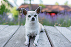 liegender Chihuahua