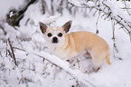 Chihuahua im Schnee