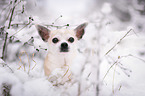 Chihuahua im Schnee