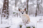 Chihuahua im Schnee