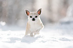 Chihuahua im Schnee