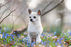 sitzender Chihuahua