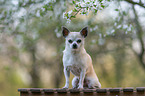sitzender Chihuahua