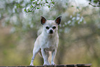 stehender Chihuahua
