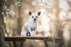 sitzender Chihuahua