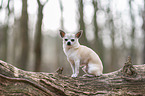 sitzender Chihuahua