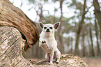 sitzender Chihuahua