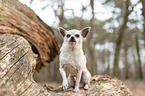 sitzender Chihuahua