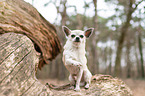 sitzender Chihuahua