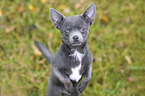 junger Chihuahua
