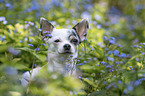 Chihuahua Portrait