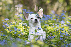 Chihuahua macht Mnnchen