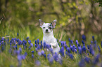 sitzender Chihuahua