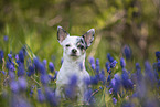 Chihuahua Portrait