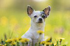 Chihuahua Portrait