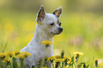 Chihuahua Portrait