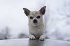 liegender Chihuahua