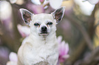 Chihuahua Portrait