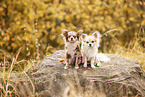 zwei Chihuahua Rden