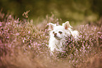 Chihuahua in der Heide