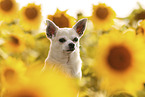 Chihuahua R�de
