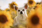 Chihuahua R�de