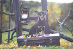 Chihuahua