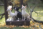 Chihuahuas