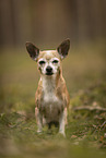 alter Chihuahua