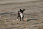 junger Chihuahua