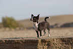 junger Chihuahua