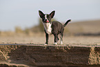 junger Chihuahua