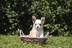 Chihuahua Welpe