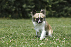 Chihuahua Rüde