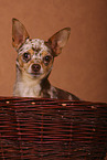 Chihuahua im Studio