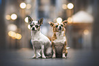 Chihuahuas