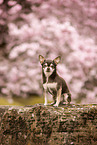Chihuahua