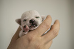 Chihuahua Welpe