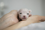 Chihuahua Welpe